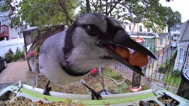 Customer photo review of Birdfy Feeder Metal - Smart Metal Feeder with Camera