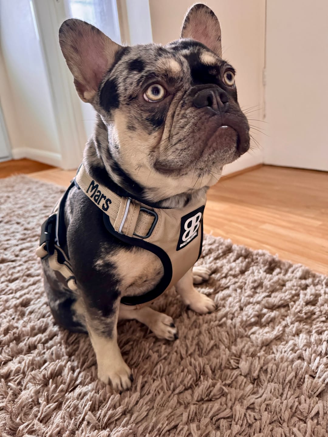 Customer photo review of Comfort Premium Harness | Non Restrictive - Tan