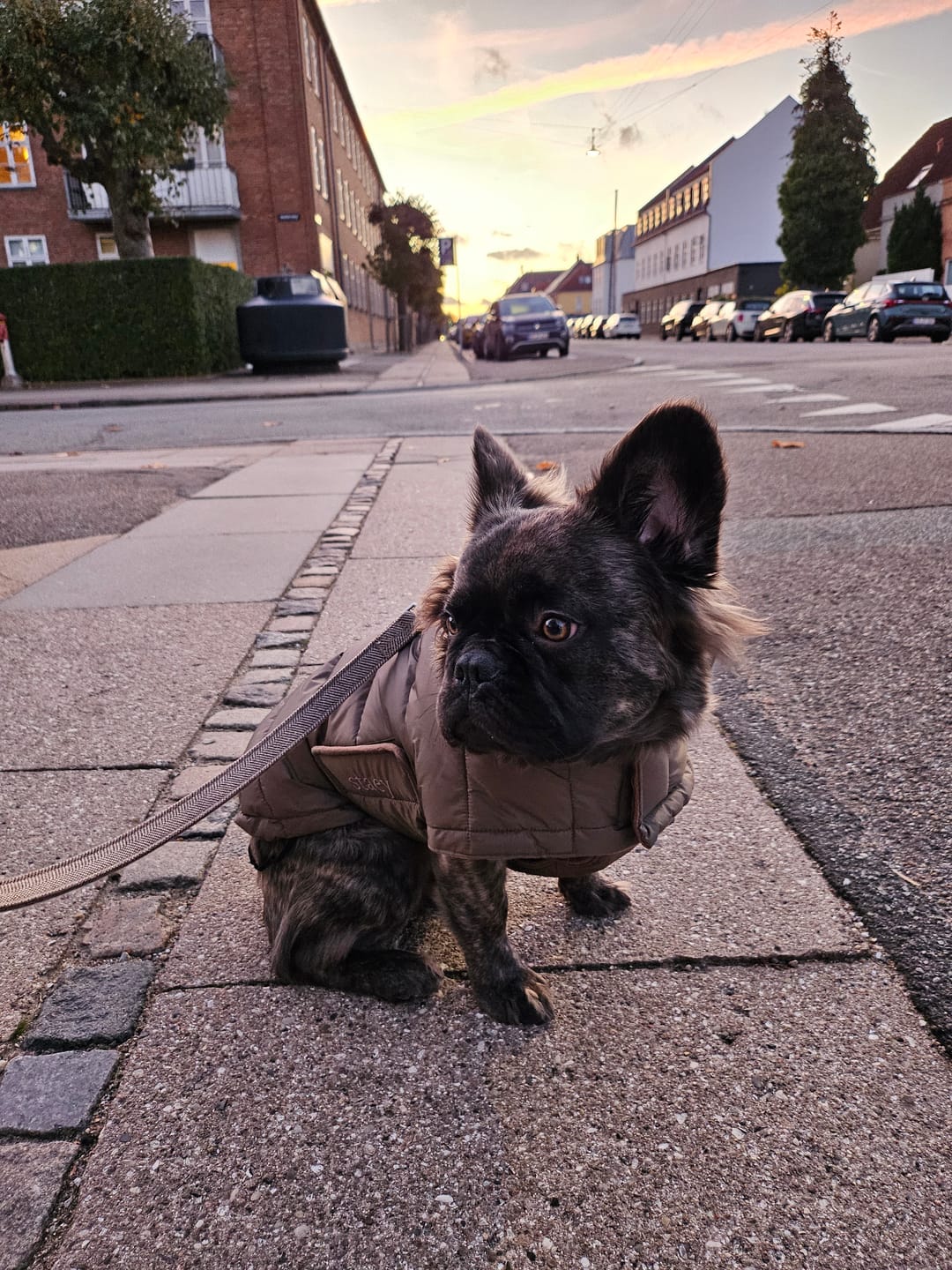 Customer photo review of Staey - Nora Hundefrakke, Taupe