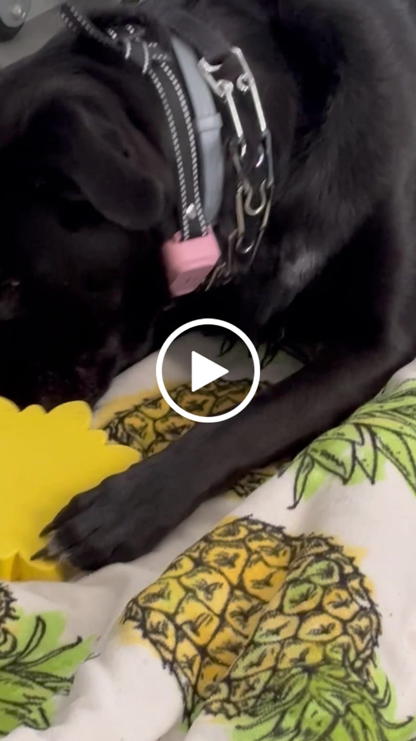 Customer video review of FreezSunflower - Interactive Frozen Sunflower Dog Chew