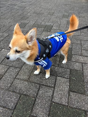 Customer photo review of FunFunPet 高機能ハーネス（お名前タグ作成サービス付き）