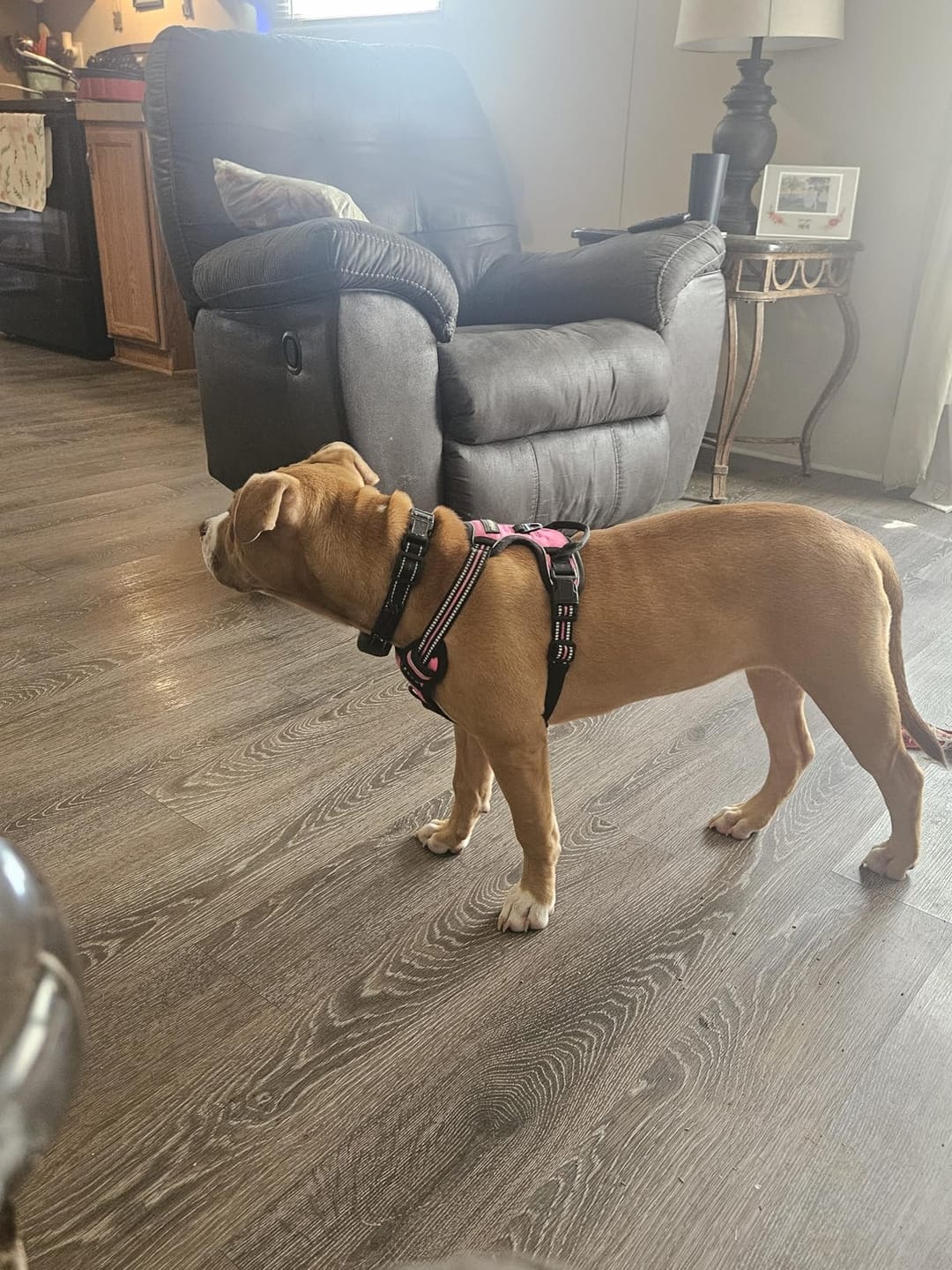 Customer photo review of No-Pull Harness [Free Today]