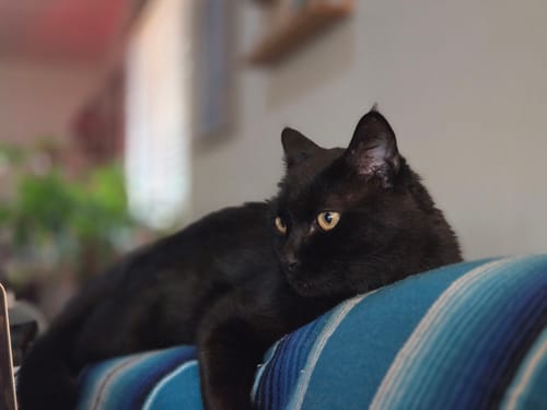 Customer photo review of 2x Blisso Advanced Cat Probiotic | Cat Probiotic for Diarrhea & Kidney Support