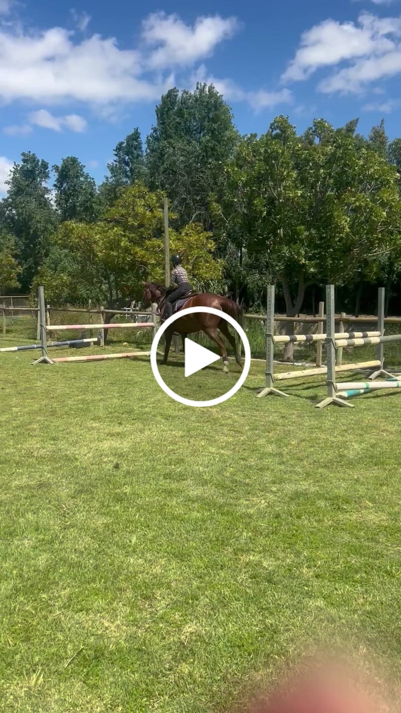 Customer video review of Moody Master (Natural Calmness, Focus & Gut Support for Horses)