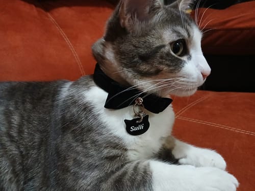 Customer photo review of Placa: Noche