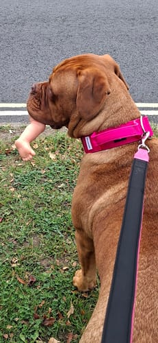 Claire M. review of 5cm Combat® Collar | With Handle & Secure Clip - Magenta image 1 out of 1