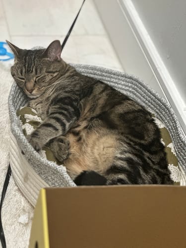 Customer photo review of Instinct Basket | Handwoven & Chemical-Free Cat Territory