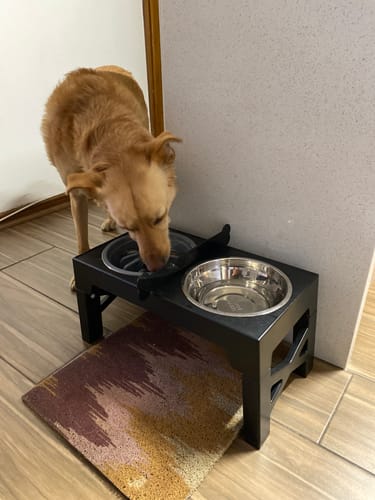 Perro mediano usando el comedero elevado negro THE DOGS