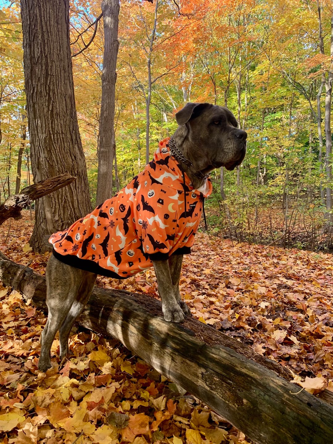 Customer photo review of Halloween Dog Hoodie - Orange