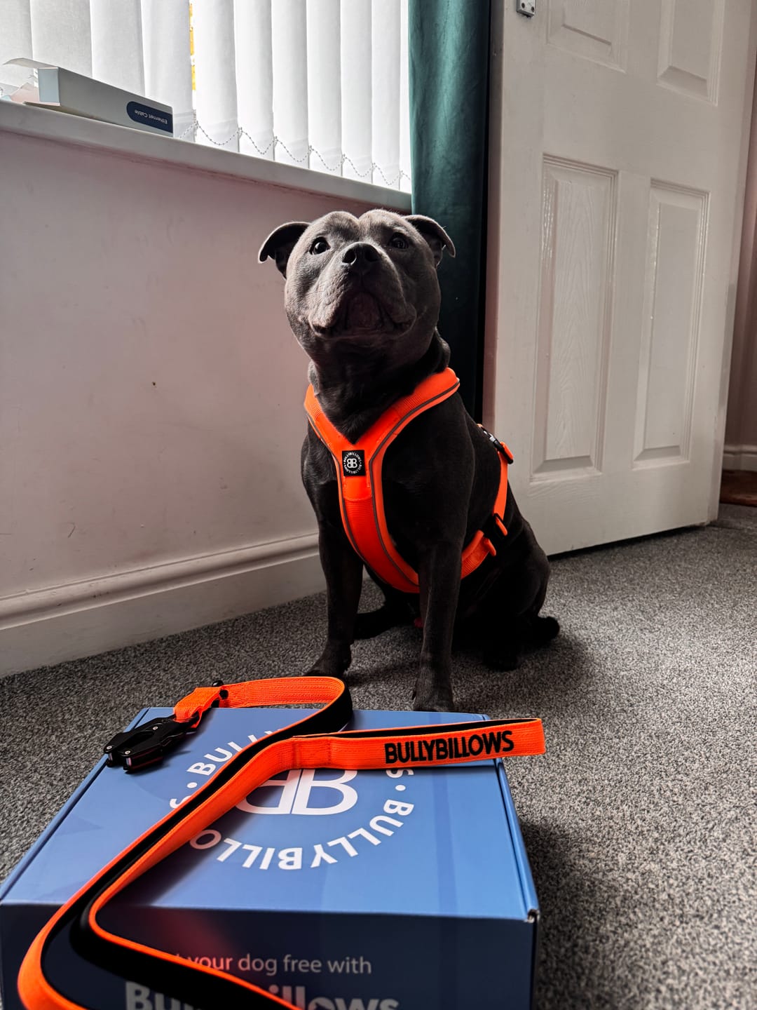 Customer photo review of 1.4m Swivel Combat Lead | Anti-Tangle & Secure Clip - Orange