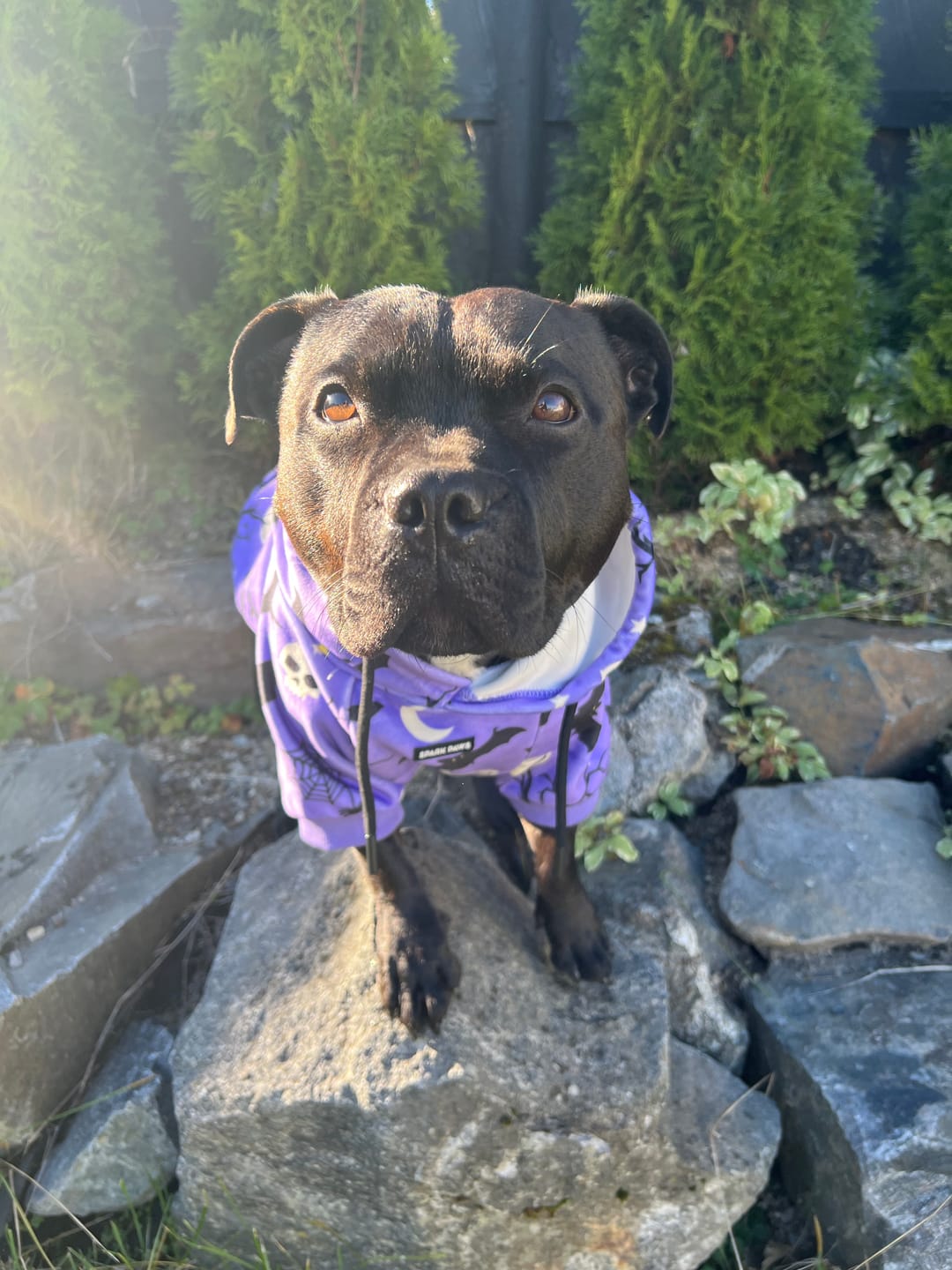 Customer photo review of Halloween Dog Hoodie - Purple