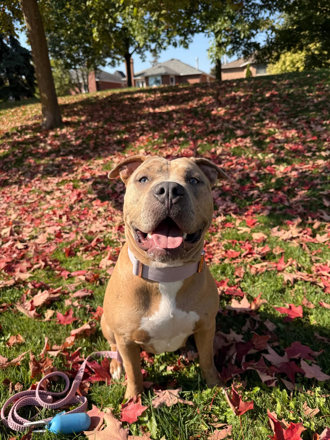 Customer photo review of 2" Luxe Martingale Dog Collar - Sofia