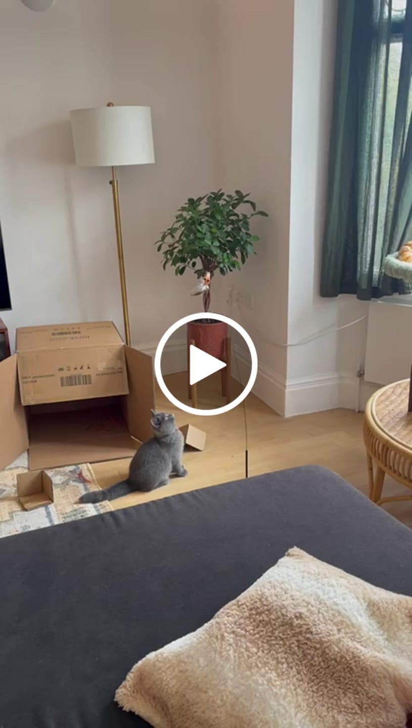Customer video review of Interactive Bird Simulation Cat Toy Set | Leo's Paw