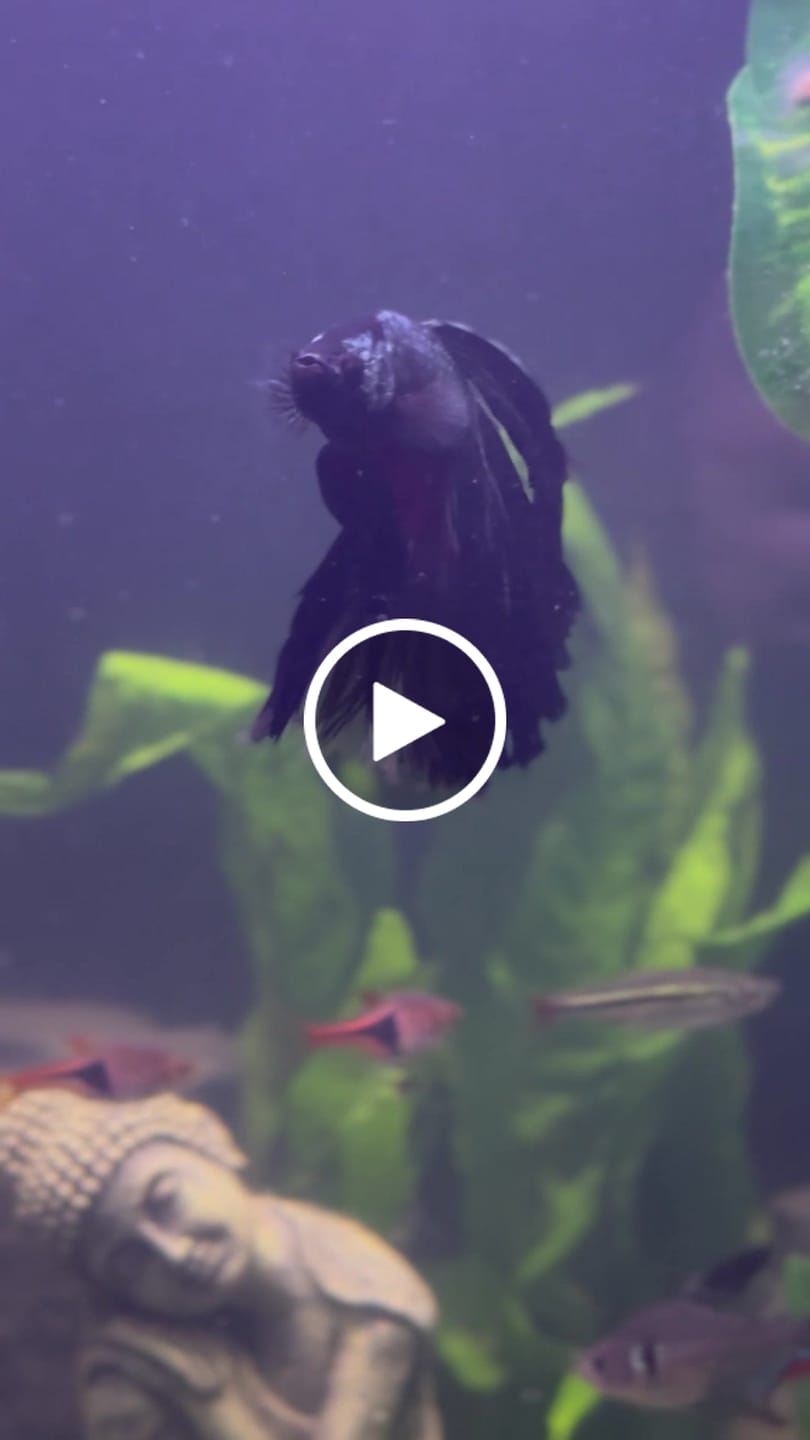 Customer video review of Black Copper Halfmoon Male Betta Fish