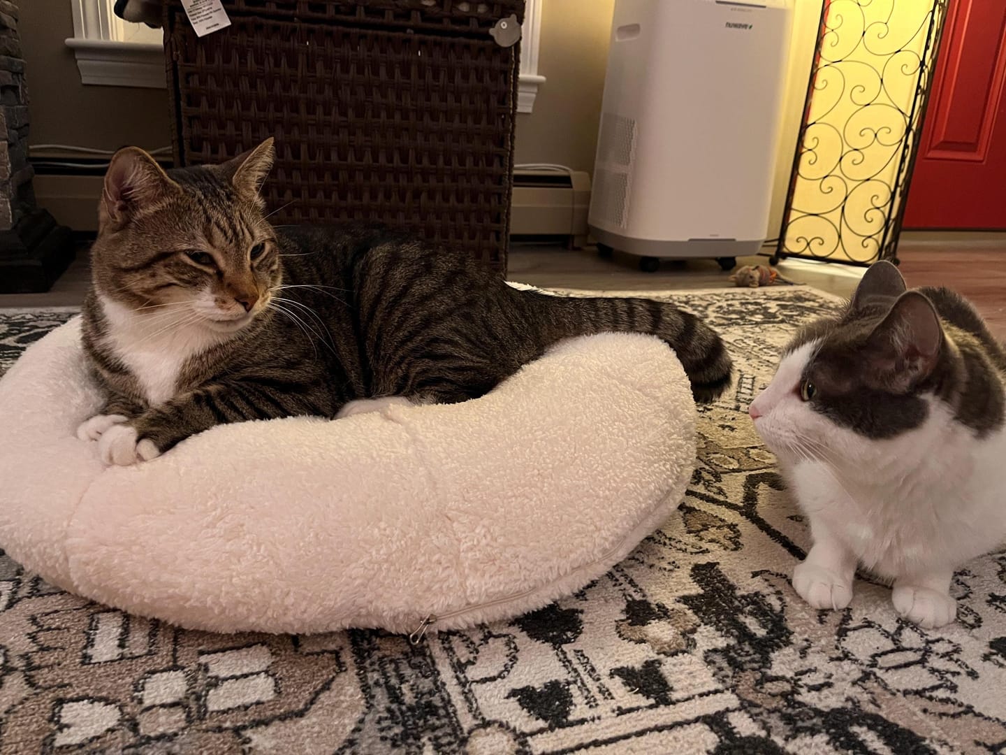 Customer photo review of Marshmallow Pudding Bed