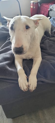 Customer photo review of Iron Paws Premium Dog Supplement