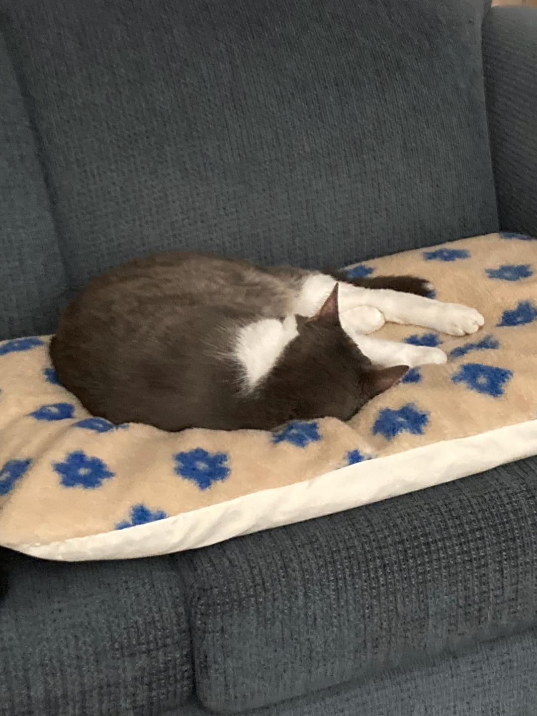 Customer photo review of Daisy Cloud Pastry Bed