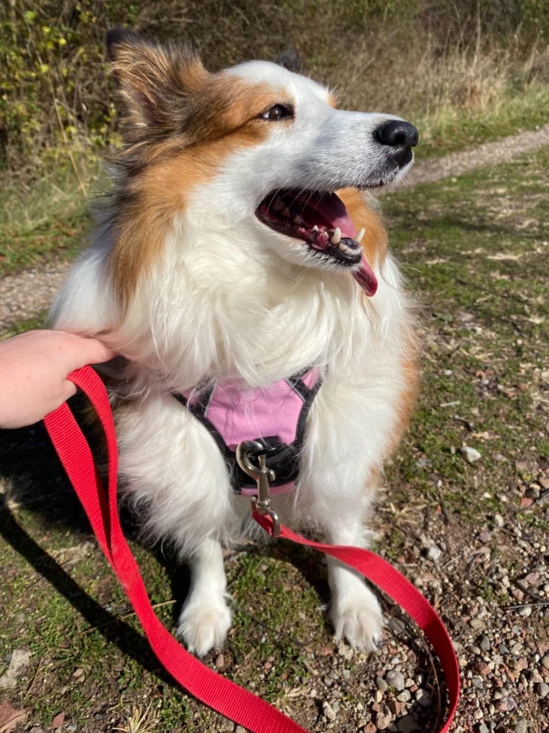 Customer photo review of No-Pull Harness [Free Today]