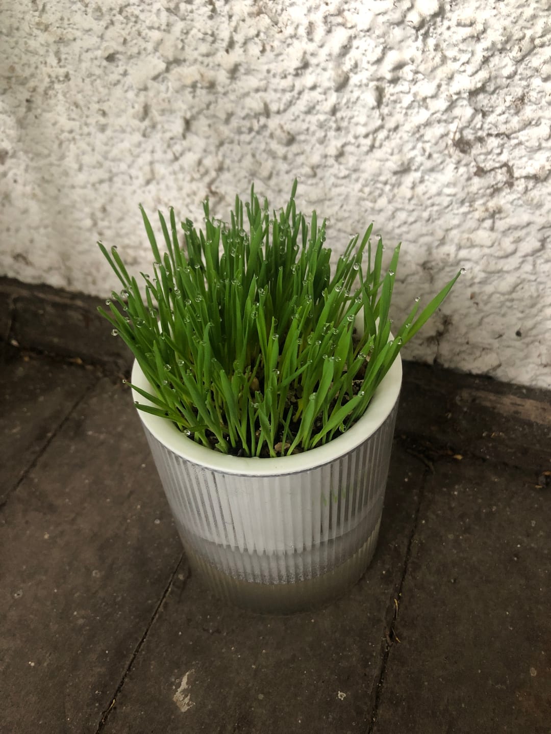 Customer photo review of MICHU All-in-One Soil-Free Cat Grass Grow Kit with Australian Seed and Mulch, Made in Australia