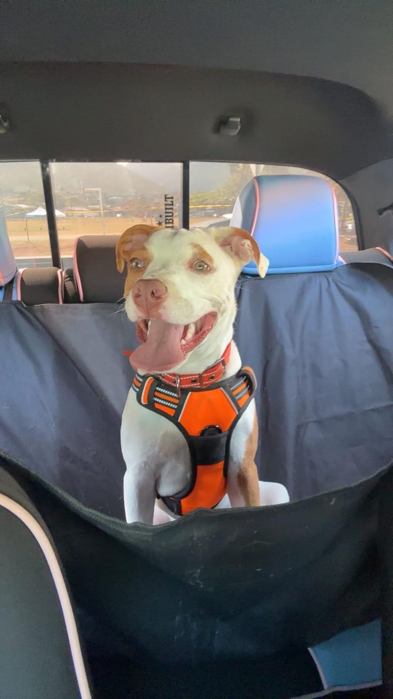 Customer photo review of No-Pull Harness [Free Today]