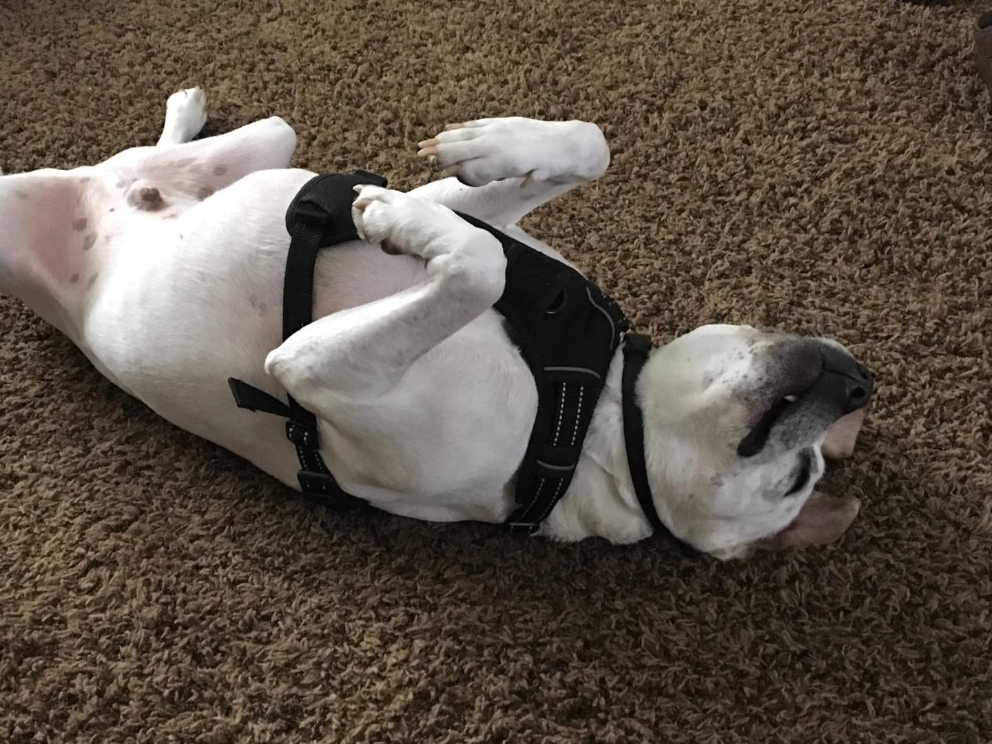 Customer photo review of No-Pull Harness [Free Today]