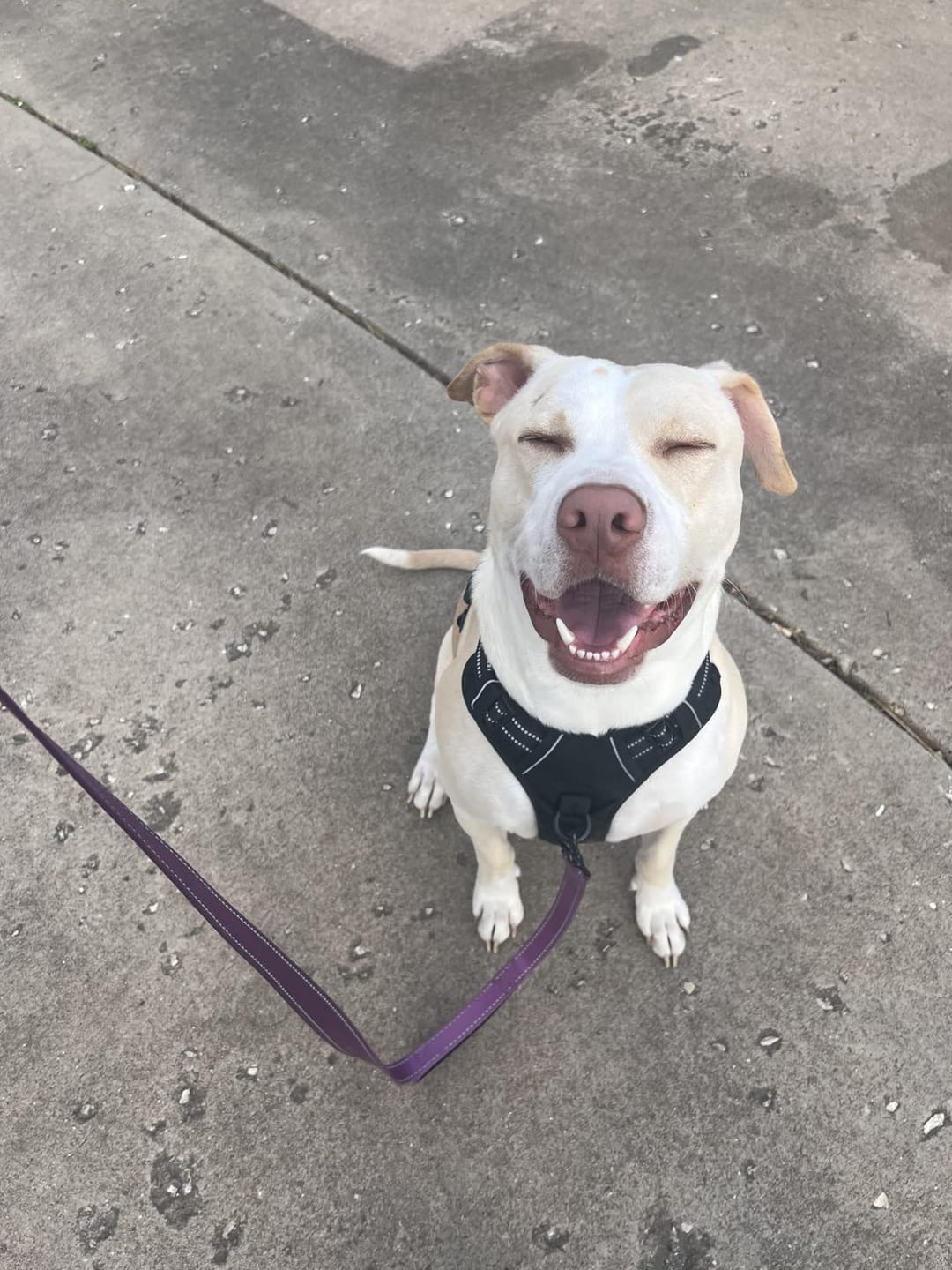 Customer photo review of No-Pull Harness [Free Today]