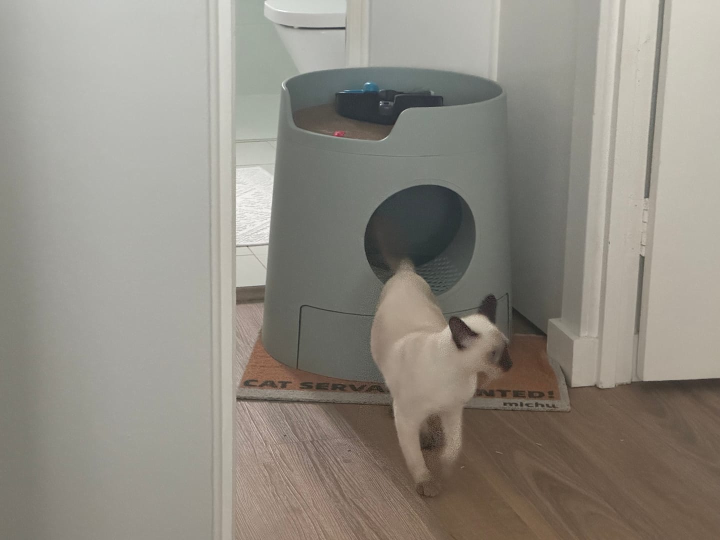 Customer photo review of Michu Tofu Cat Litter Gen3 6L- Dust-Free and Natural Clumping Tofu-Based Formula for Easy Cleanup