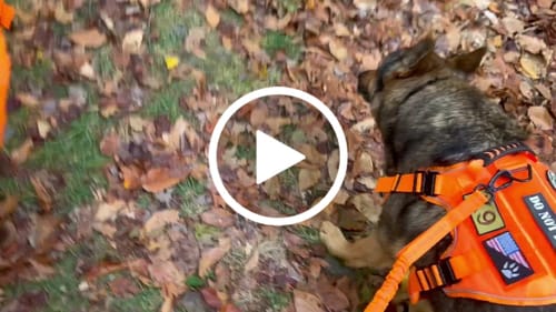 Customer video review of Heavy-Duty Double-Handle Tactical Bungee K9 Dog Leash
