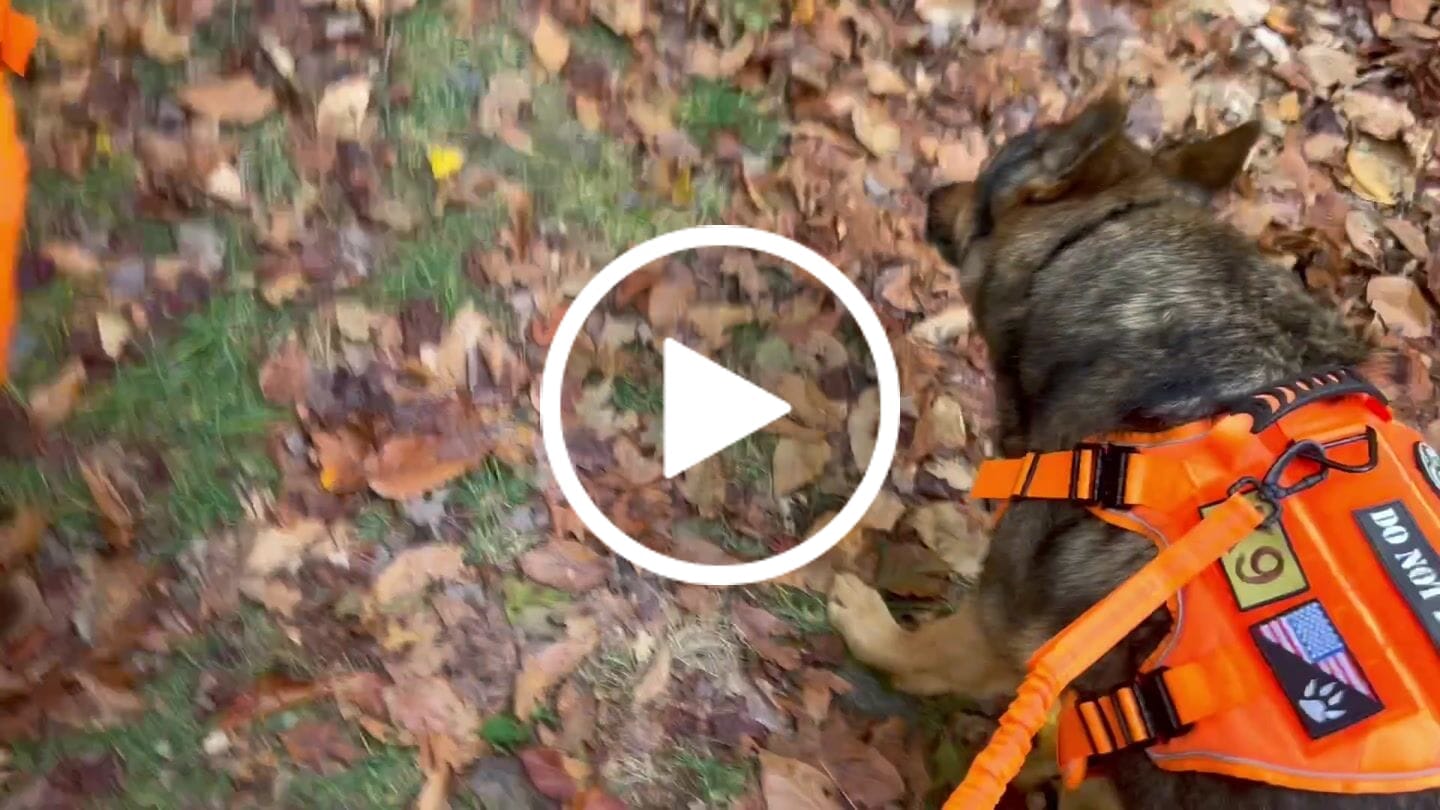 Customer video review of Heavy-Duty Double-Handle Tactical Bungee K9 Dog Leash