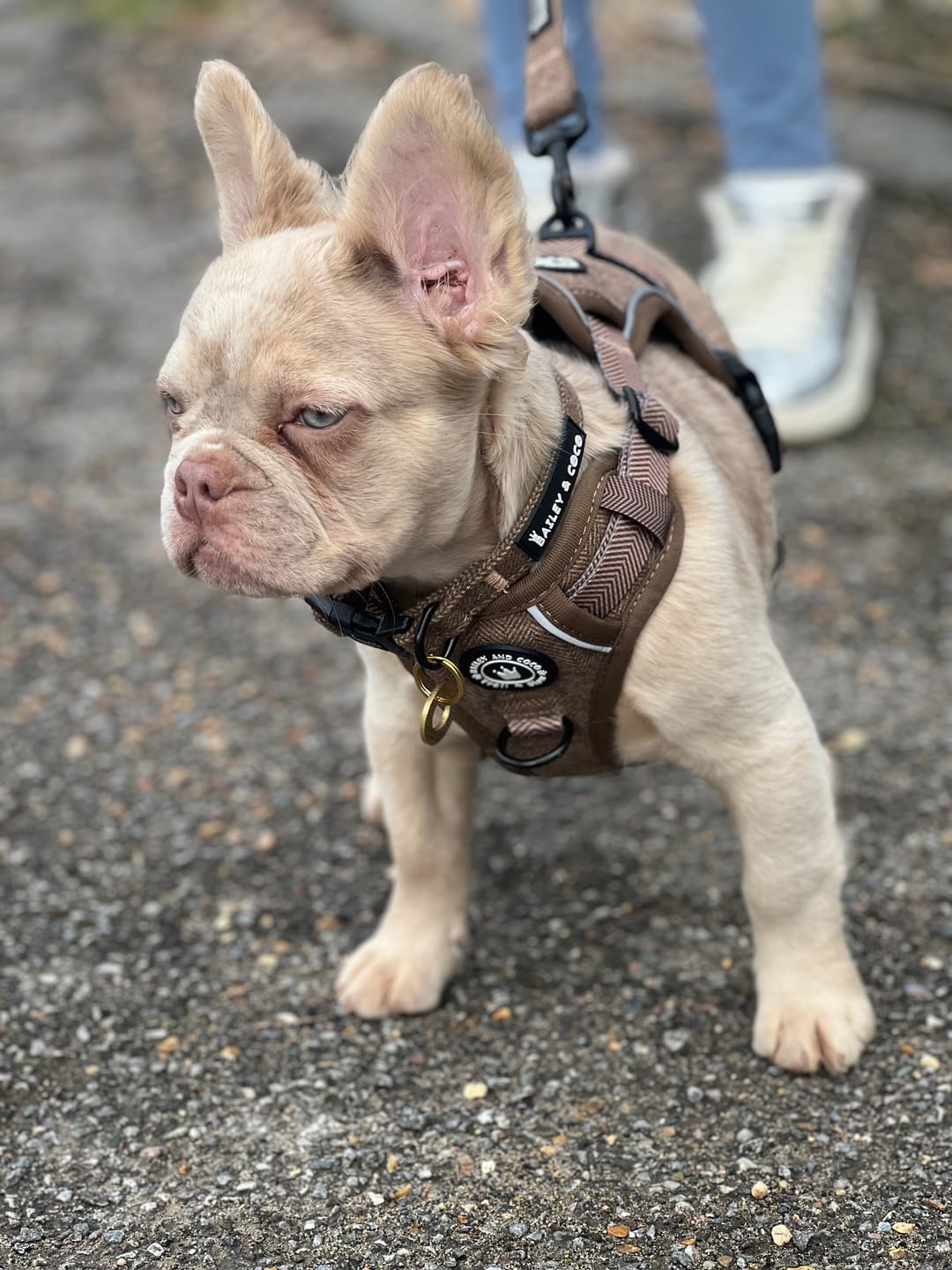 Customer photo review of Trail & Glow® Dog Harness Bundle Set - Oxford Tweed