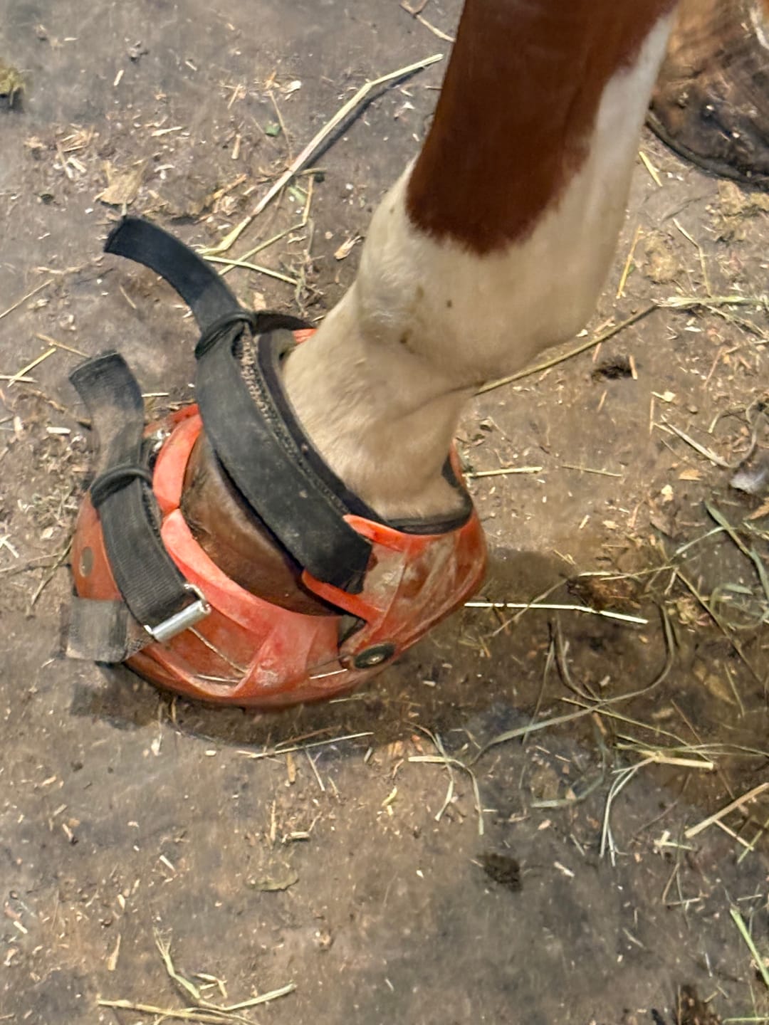 Customer photo review of Renegade® Viper Hoof Boot ULTRA-BLEM Seconds -- Blind Box Mystery Selection
