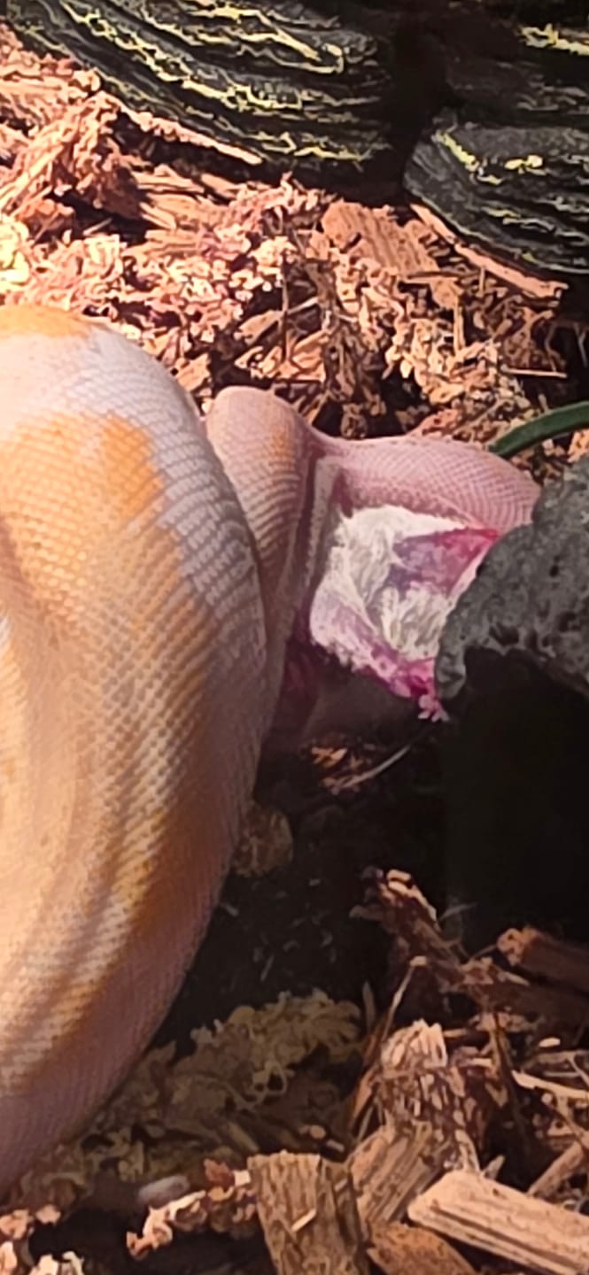 Customer photo review of Hopper African Soft Fur Rats (10 Count)