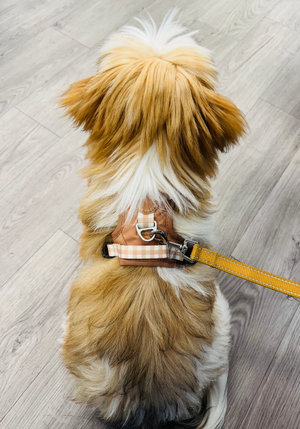 Customer photo review of Luxe Collection | 3-Click Tough Harness | Tan Plaid