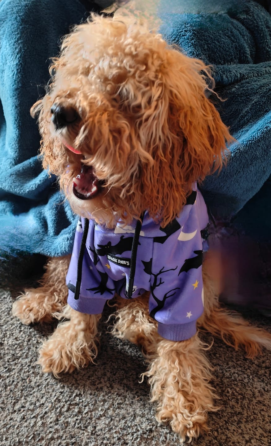 Customer photo review of Halloween Dog Hoodie - Purple