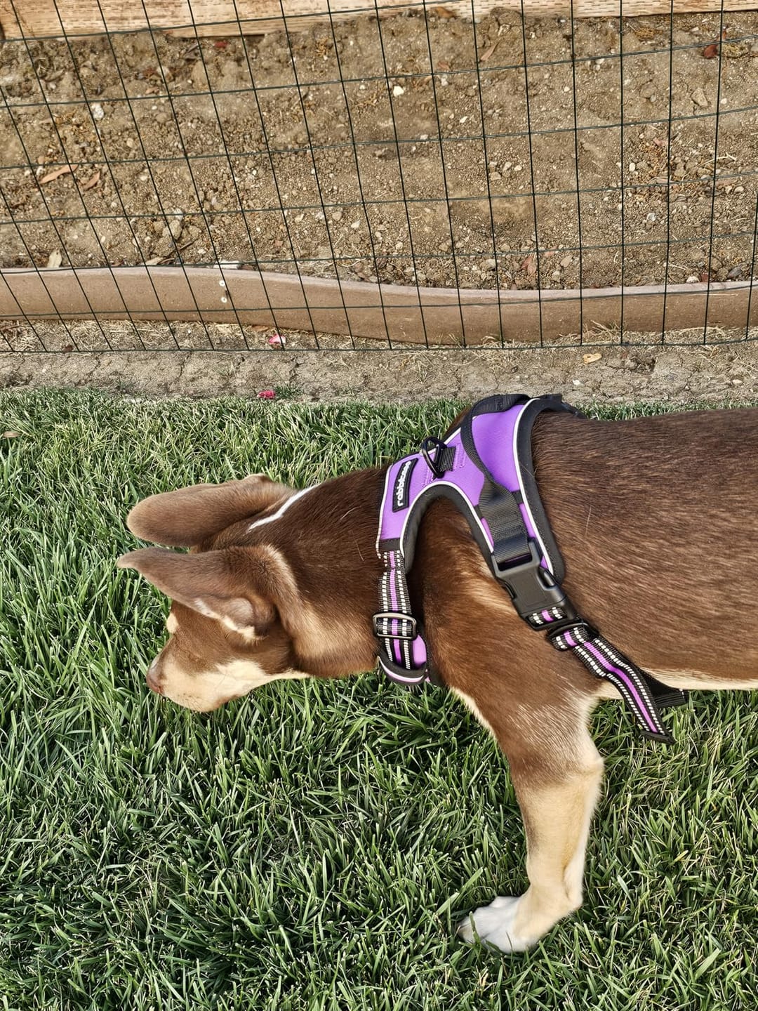 Customer photo review of No-Pull Harness [Free Today]