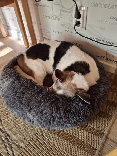 Customer photo review of Puppery Hundebett Wolke 7 - Das Original