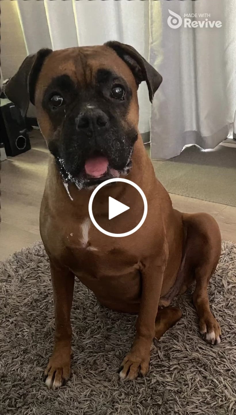 Customer video review of Moody Master (Stress, Anxiety & Mood Support for Cats & Dogs)