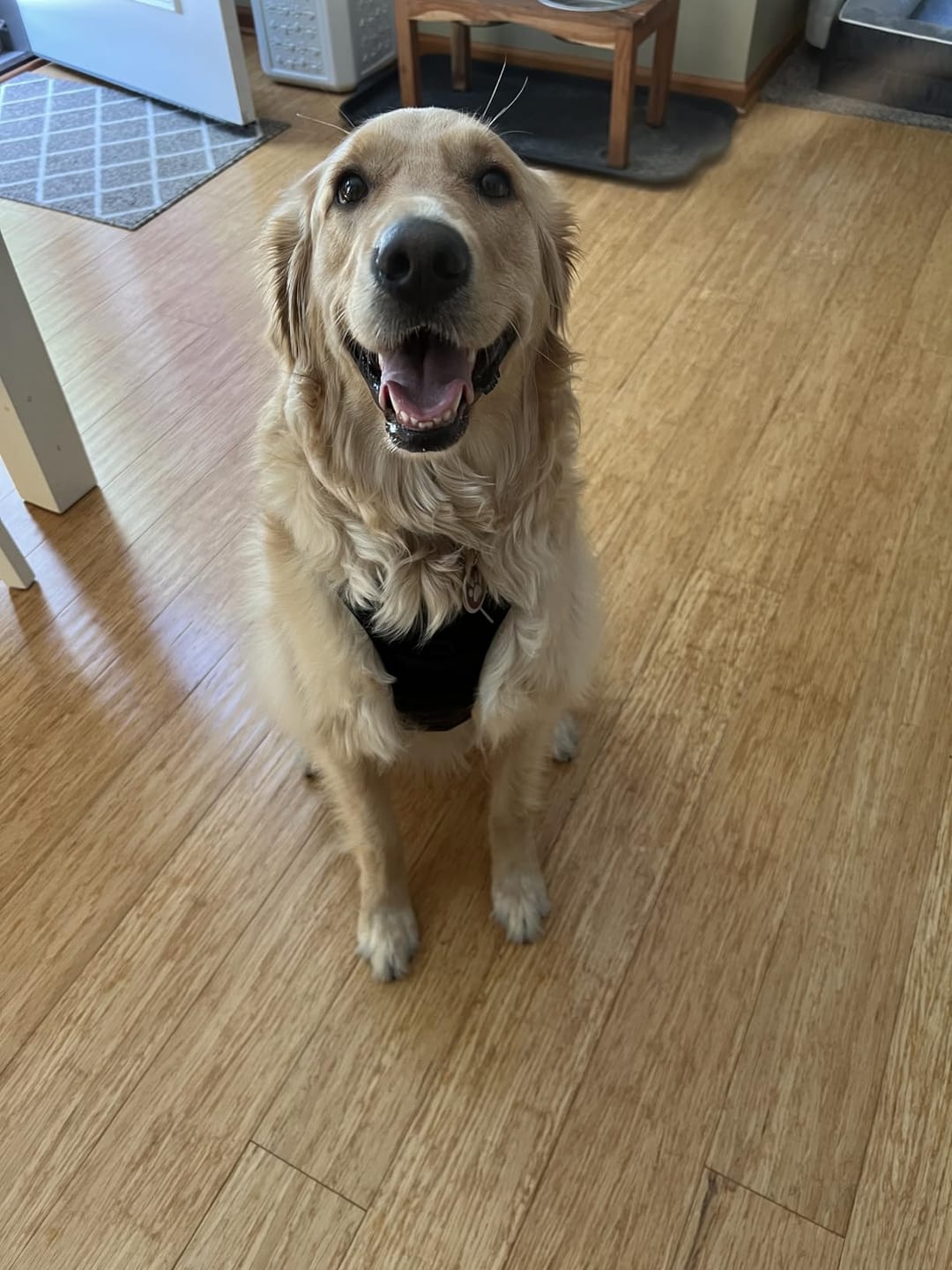 Customer photo review of No-Pull Harness [Free Today]