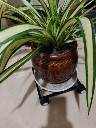 Customer photo review of United Crafts Rozy Wheel Pot Stands for Planters