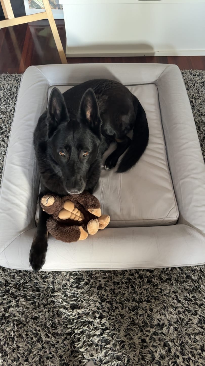 Customer photo review of Kangaroo Bed - Large