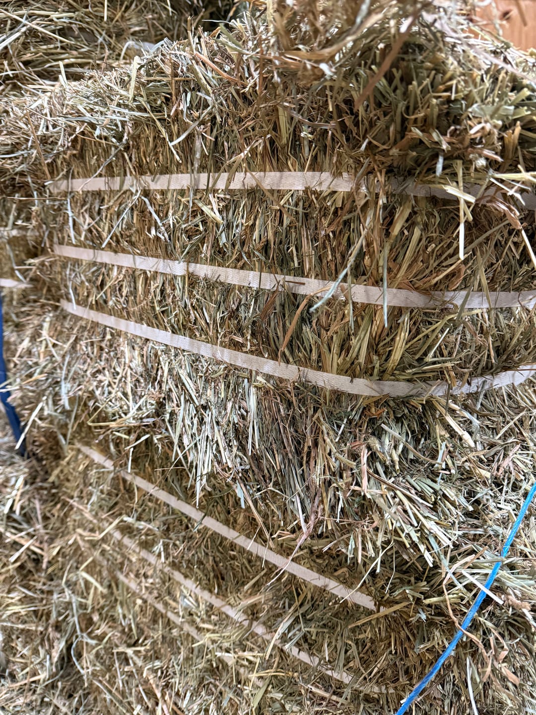 Customer photo review of 1st Cutting Timothy Orchard (Click here for Qty Discount) Grass Hay (Buy More - Save More)(Includes delivery too!)