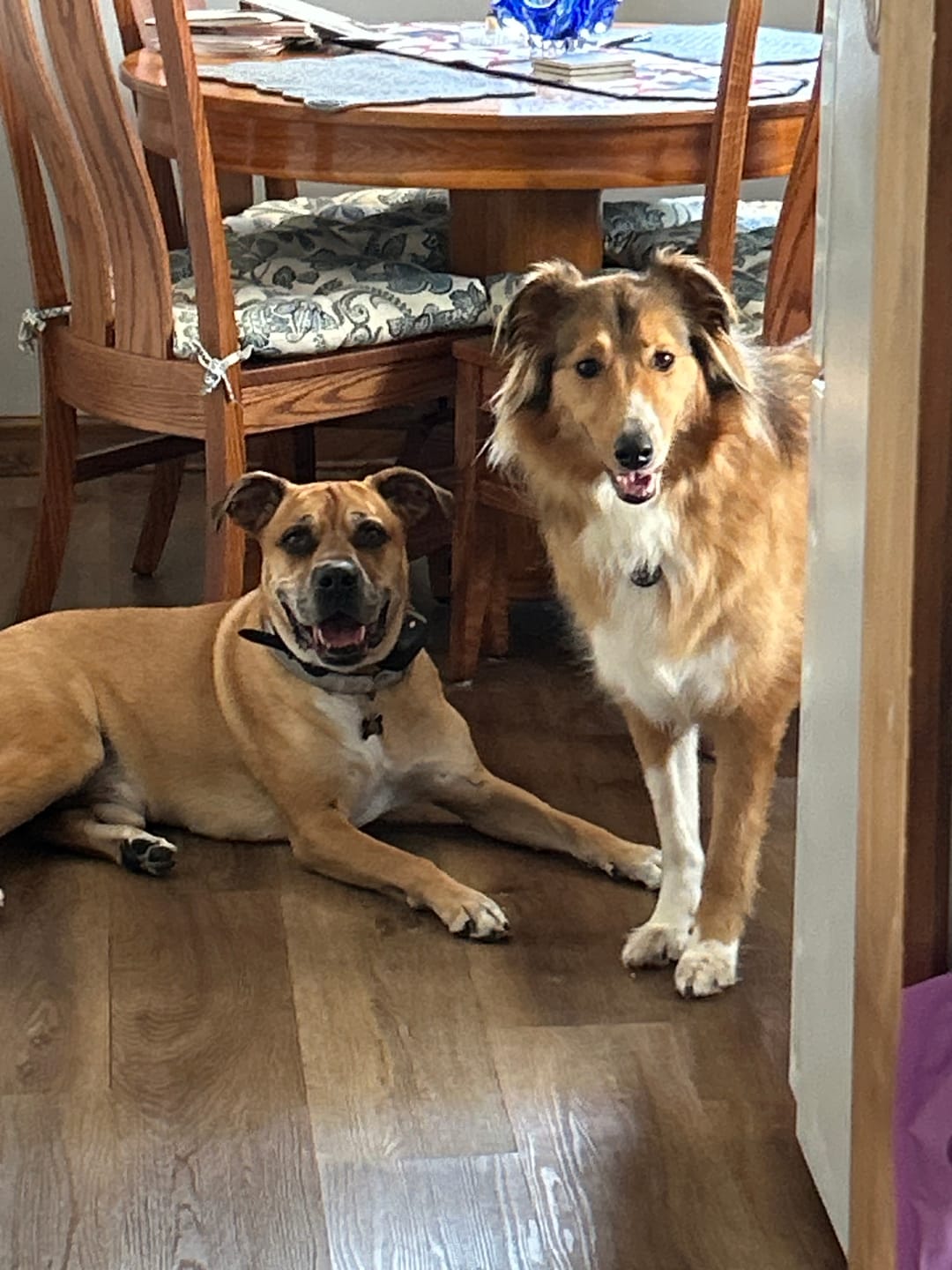 Customer photo review of FurLife™ - All Natural Flea & Tick Defense Chews for Dogs