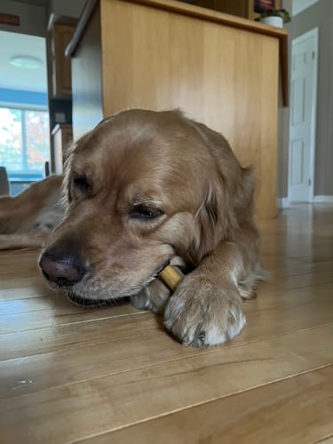 Customer photo review of 6 Inch Thick Bully Stick