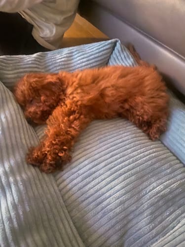 Customer photo review of Divanetto Velluto a Coste Celeste