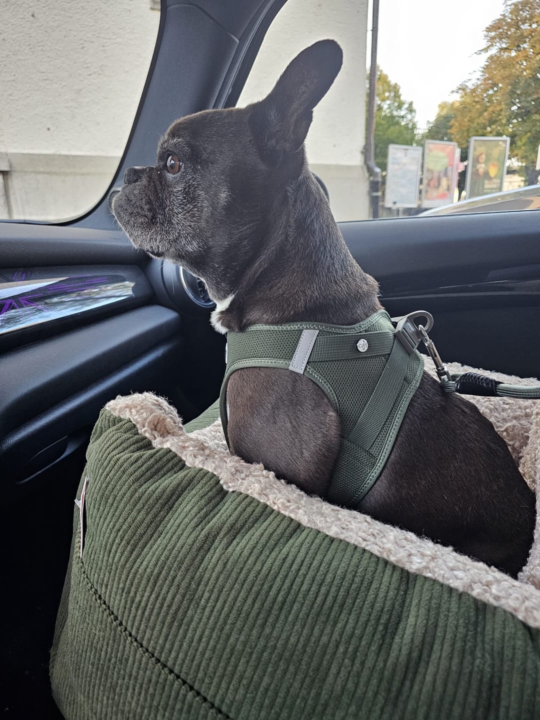 Customer photo review of Harry - Cord / Teddy - Luxury Car Sear in  Khaki