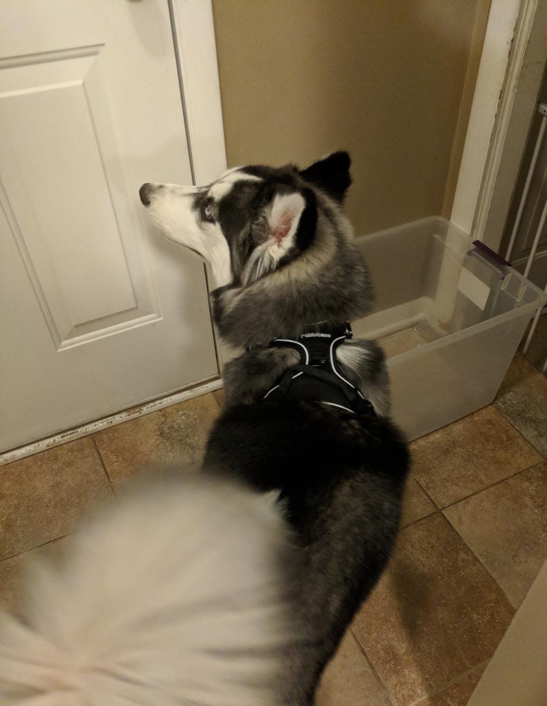 Customer photo review of No-Pull Harness [Free Today]