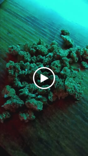 Customer video review of Greenhouse Smalls