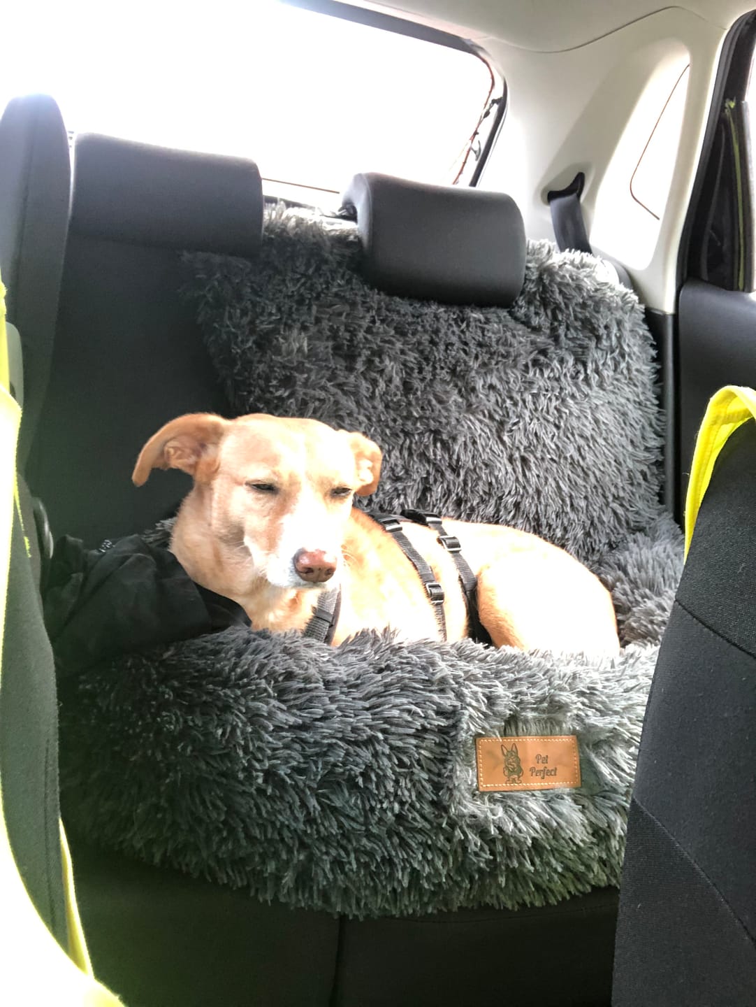 Customer photo review of Pet Perfect Fluffy Autostoel Hond (2-in-1) - Hondenmand Auto - Orthopedisch