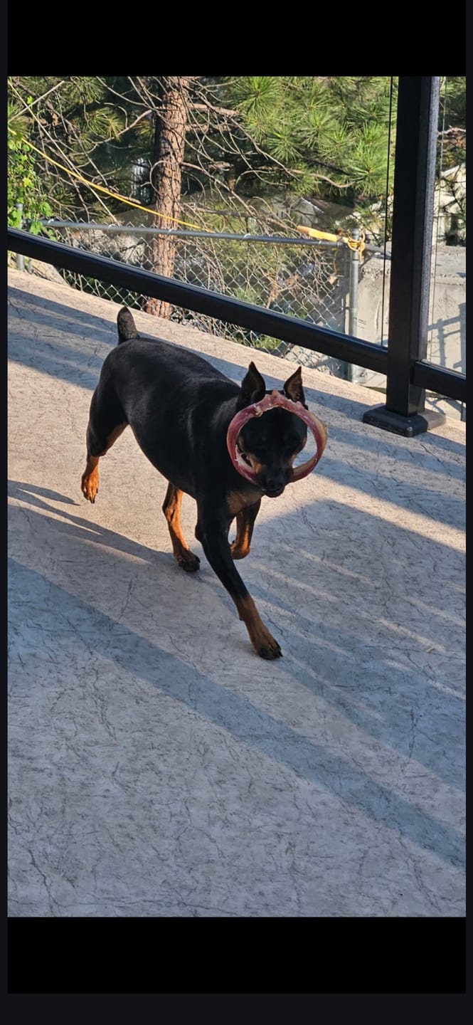 Customer photo review of Large Bully Stick Ring