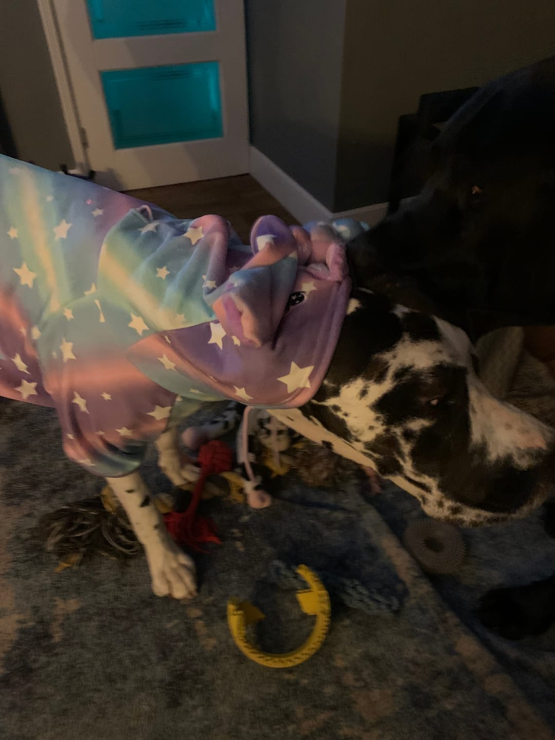 Customer photo review of Halloween Dog Hoodie - Unicorn